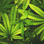 Cannabis-infused Thanksgiving feast? Yes, that’s possible now, too