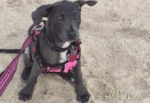 Pet publication launches online marketplace to connect manufacturers, retailers